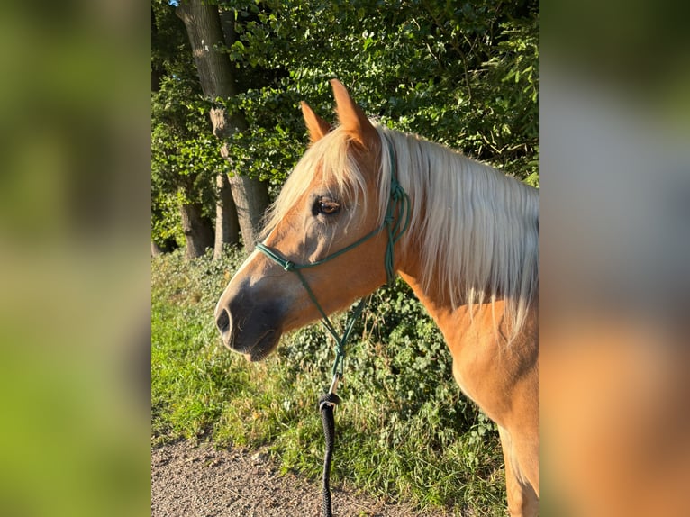 Edelbluthaflinger Jument 4 Ans 148 cm  in Friedberg