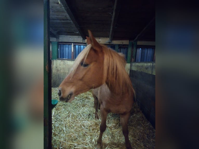 Edelbluthaflinger Jument 4 Ans 149 cm Alezan in Hamm