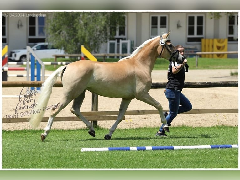 Edelbluthaflinger Jument 4 Ans 149 cm in Ingenried