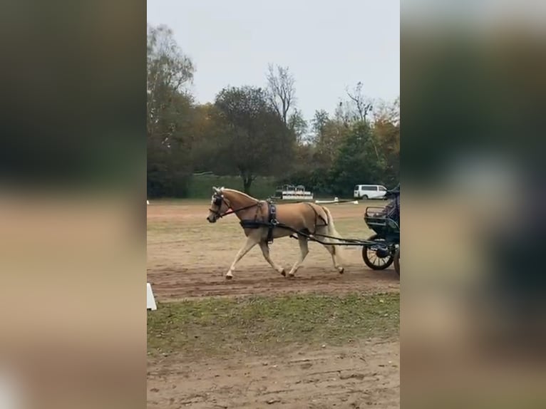 Edelbluthaflinger Jument 4 Ans 149 cm in Ingenried