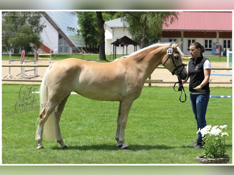 Edelbluthaflinger Jument 4 Ans 149 cm in Ingenried