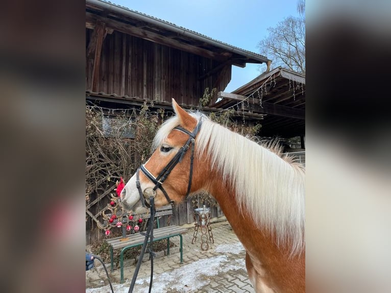 Edelbluthaflinger Jument 5 Ans 144 cm Alezan in Loiching