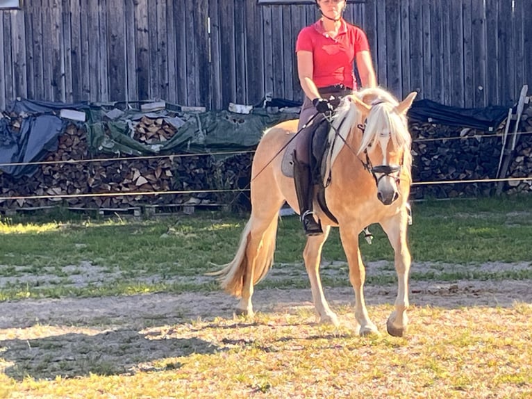 Edelbluthaflinger Jument 5 Ans 148 cm  in ObersöcheringObersöchering