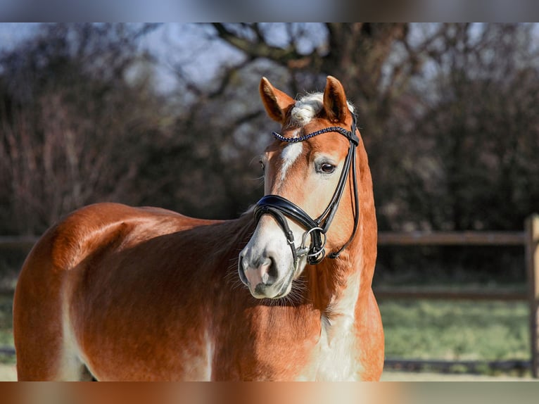 Edelbluthaflinger Jument 6 Ans 148 cm Alezan in Riedstadt