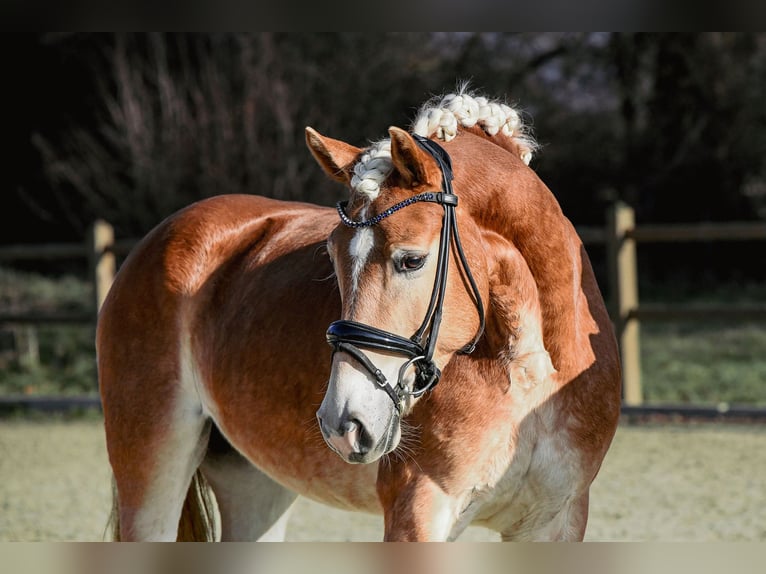 Edelbluthaflinger Jument 6 Ans 148 cm Alezan in Riedstadt