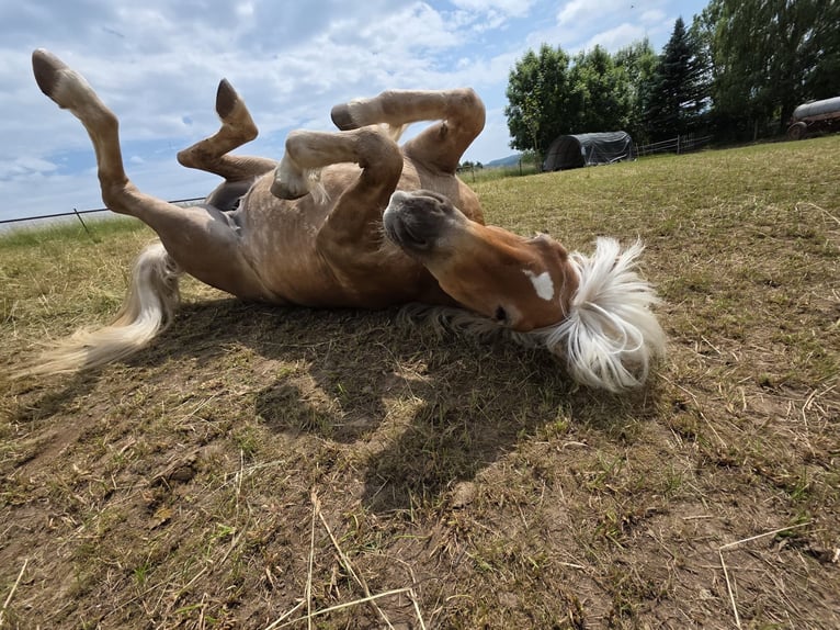 Edelbluthaflinger Jument 6 Ans 150 cm Alezan in Walkenried /Wiedigshof