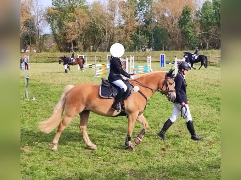 Edelbluthaflinger Jument 7 Ans 144 cm Alezan in Klosterrode