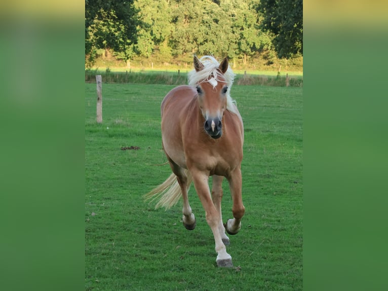 Edelbluthaflinger Jument 7 Ans 146 cm Alezan in Hamm