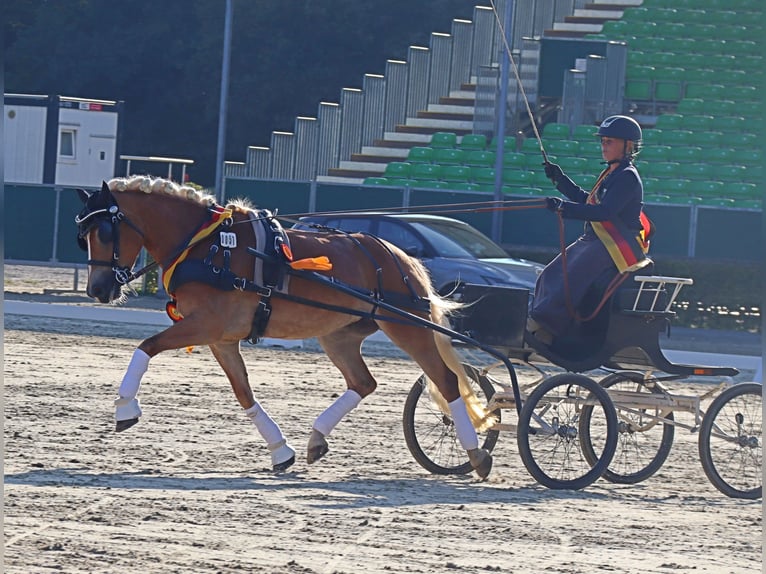 Edelbluthaflinger Jument 7 Ans 148 cm Alezan in Bayreuth