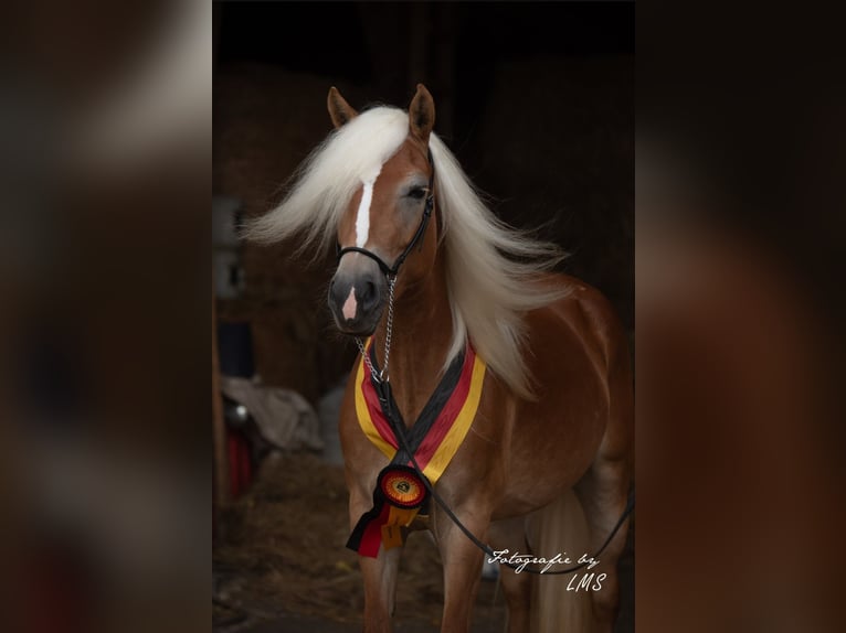 Edelbluthaflinger Jument 7 Ans 148 cm Alezan in Bayreuth