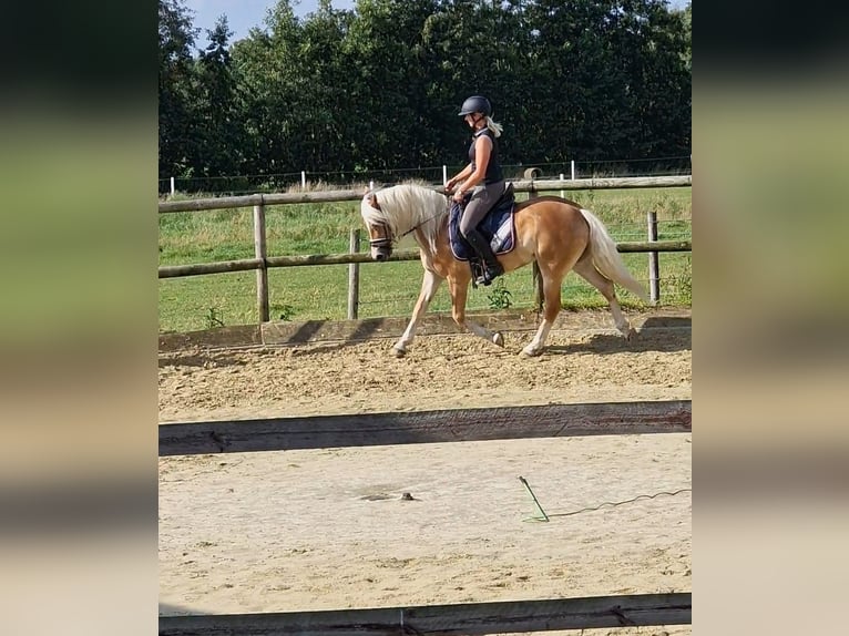 Edelbluthaflinger Jument 7 Ans 151 cm Alezan in Hamm