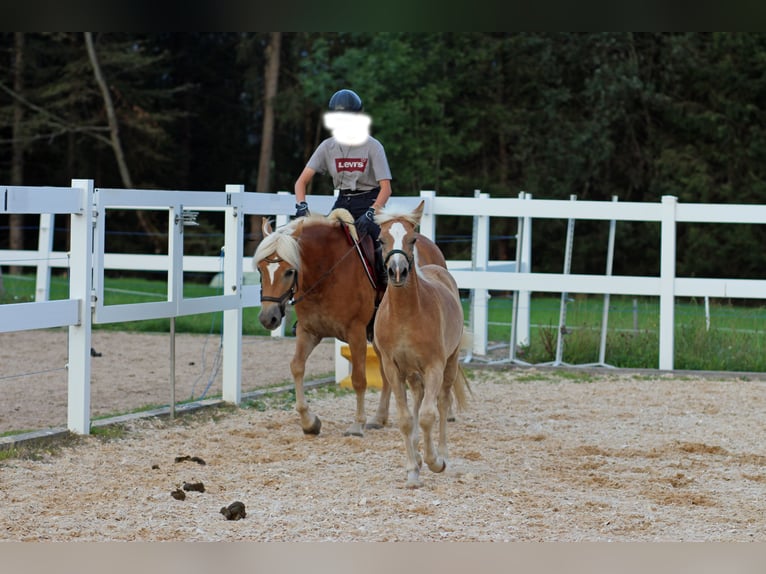 Edelbluthaflinger Jument 8 Ans 145 cm Alezan in Bolsterlang