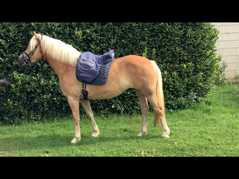 Edelbluthaflinger Jument 8 Ans 150 cm Alezan brûlé in Lienen