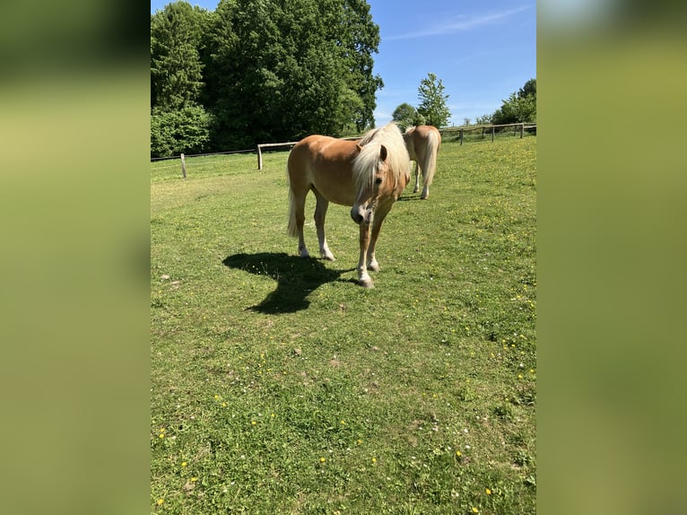 Edelbluthaflinger Jument 8 Ans 150 cm Alezan brûlé in Lienen