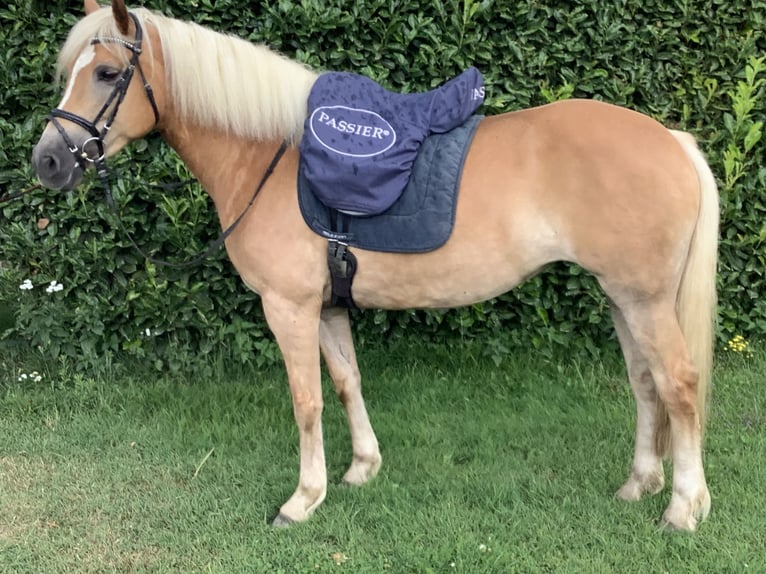 Edelbluthaflinger Jument 8 Ans 150 cm Alezan brûlé in Lienen