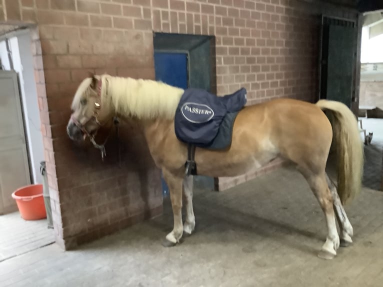 Edelbluthaflinger Jument 8 Ans 150 cm Alezan brûlé in Lienen