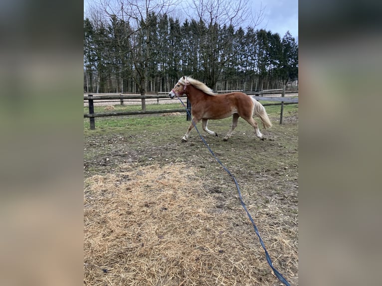 Edelbluthaflinger Jument 8 Ans 150 cm Alezan brûlé in Lienen