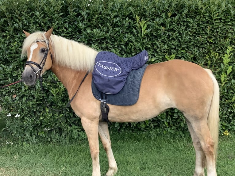Edelbluthaflinger Jument 8 Ans 150 cm Alezan brûlé in Lienen