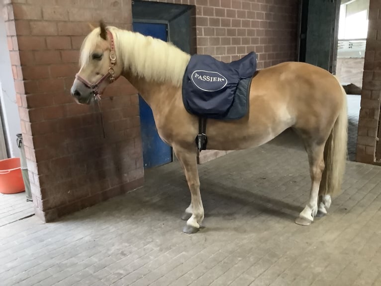 Edelbluthaflinger Jument 8 Ans 150 cm Alezan brûlé in Lienen
