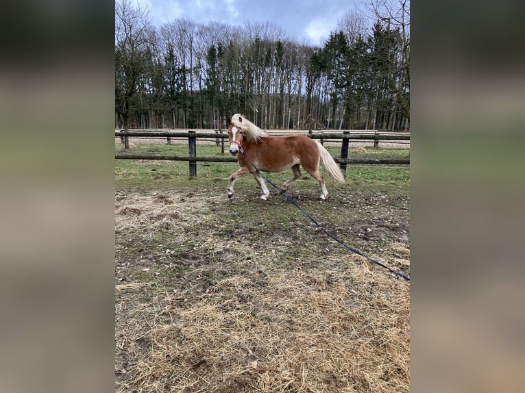 Edelbluthaflinger Jument 8 Ans 150 cm Alezan brûlé in Lienen