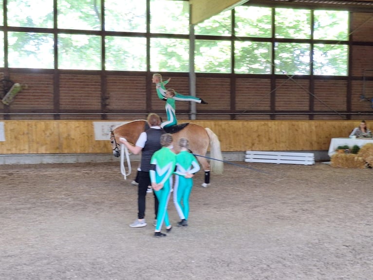 Edelbluthaflinger Jument 8 Ans 152 cm Alezan in Harsewinkel