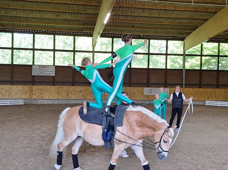 Edelbluthaflinger Jument 8 Ans 152 cm Alezan in Harsewinkel