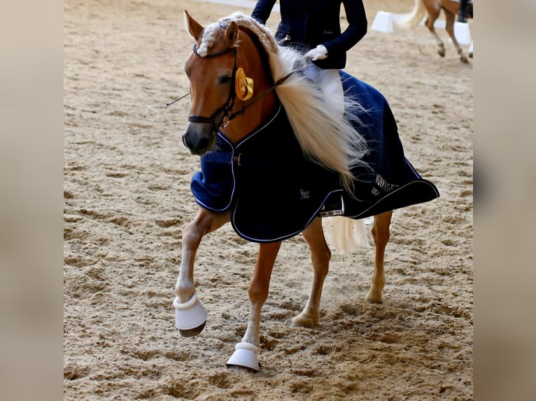 Edelbluthaflinger Jument 8 Ans 153 cm Alezan in St.Gangloff