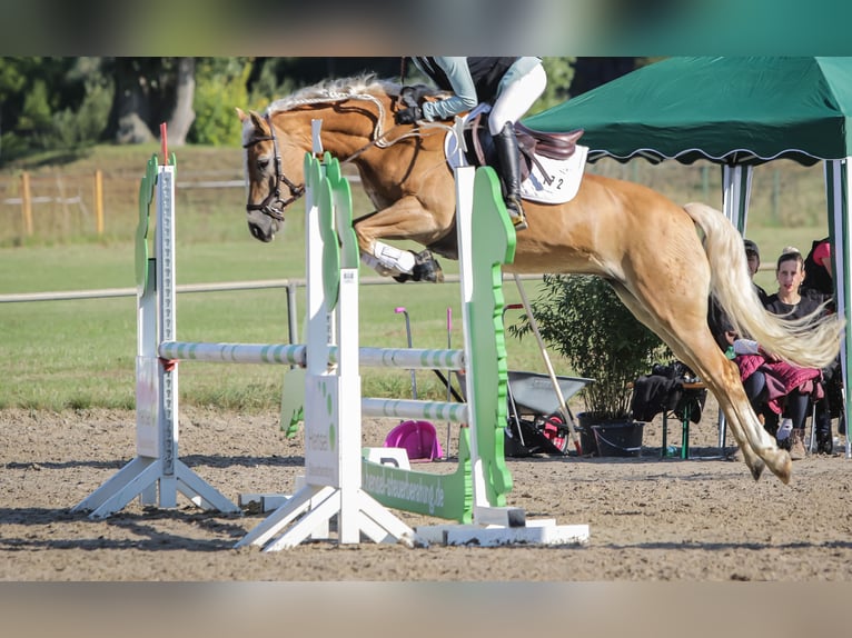 Edelbluthaflinger Jument 8 Ans 153 cm Alezan in St.Gangloff