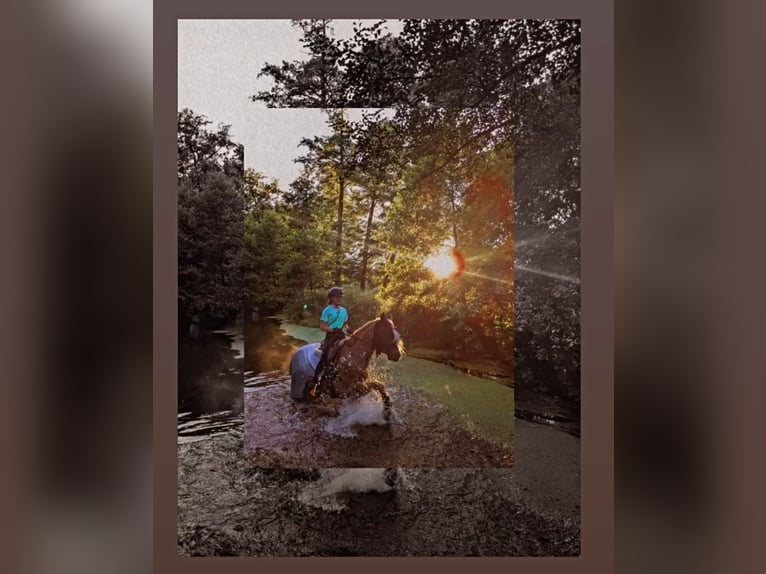 Edelbluthaflinger Jument 8 Ans 153 cm Alezan in St.Gangloff