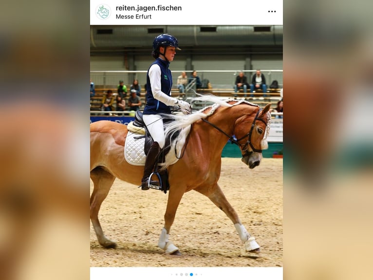 Edelbluthaflinger Jument 8 Ans 153 cm Alezan in St.Gangloff