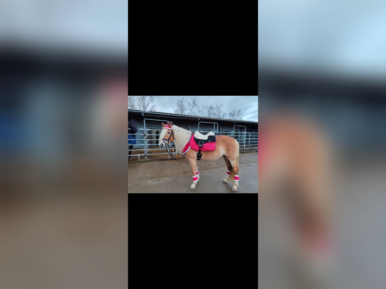 Edelbluthaflinger Jument 8 Ans 153 cm  in Karlsruhe