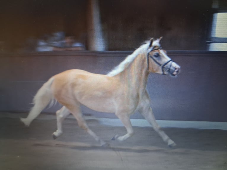 Edelbluthaflinger Jument 8 Ans in Oberstaufen