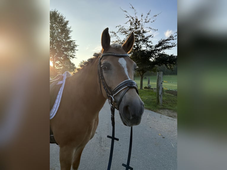 Edelbluthaflinger Jument 9 Ans 145 cm Alezan in Grumbach