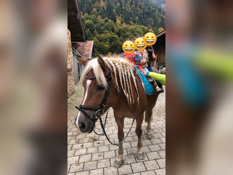 Edelbluthaflinger Jument 9 Ans 148 cm Alezan cuivré in Bayrischzell