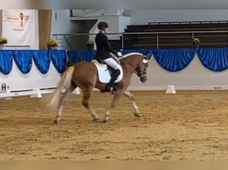 Edelbluthaflinger Jument 9 Ans 148 cm Alezan cuivré in Bayrischzell