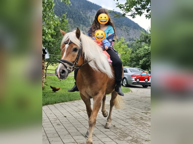 Edelbluthaflinger Jument 9 Ans 148 cm Alezan cuivré in Bayrischzell