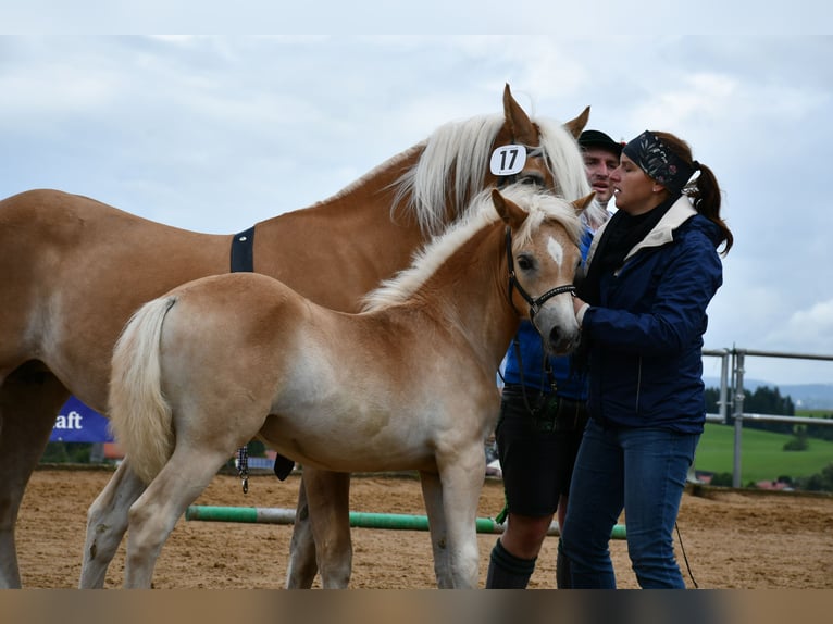 Edelbluthaflinger Jument Poulain (04/2025) 112 cm Alezan in Schwangau