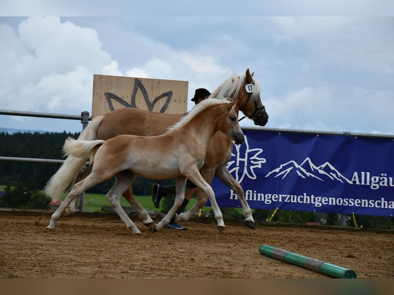 Edelbluthaflinger Jument Poulain (04/2025) 112 cm Alezan in Schwangau