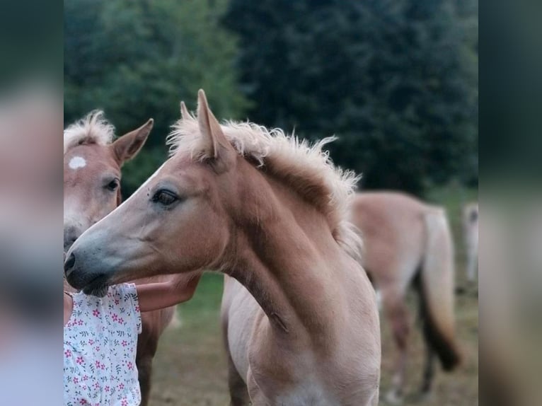 Edelbluthaflinger Jument Poulain (04/2025) 147 cm in Biebergem&#xFC;nd