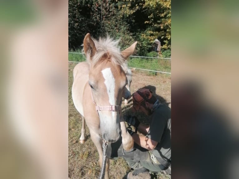 Edelbluthaflinger Jument Poulain (04/2025) 147 cm in Biebergem&#xFC;nd