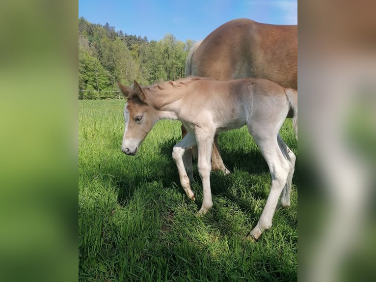 Edelbluthaflinger Jument Poulain (04/2025) 147 cm in Biebergem&#xFC;nd