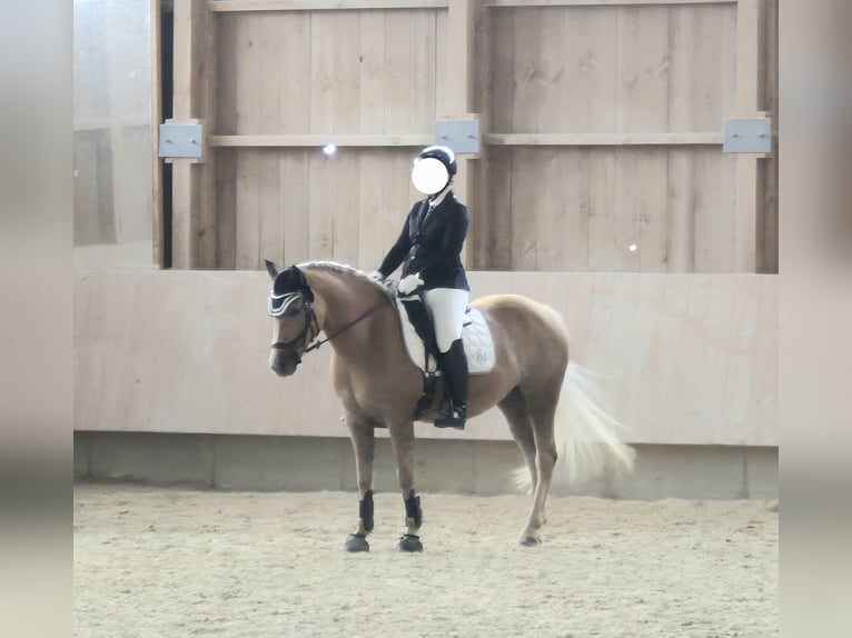 Edelbluthaflinger Klacz 10 lat 147 cm Kasztanowata in Triftern