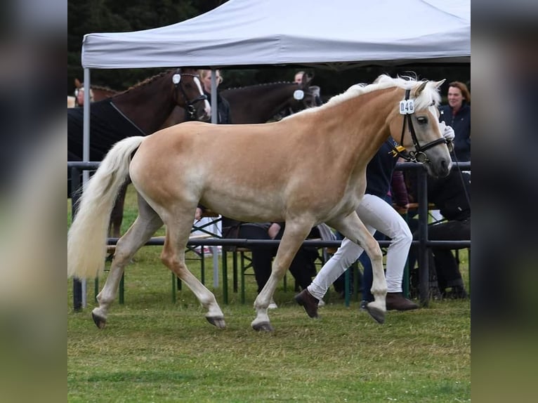 Edelbluthaflinger Klacz 10 lat 151 cm Kasztanowata in Schretstaken