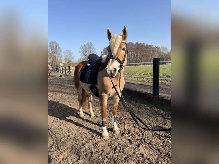 Edelbluthaflinger Klacz 12 lat 148 cm Ciemnokasztanowata in Wasbüttel