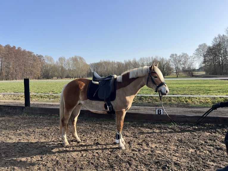 Edelbluthaflinger Klacz 12 lat 148 cm Ciemnokasztanowata in Wasbüttel