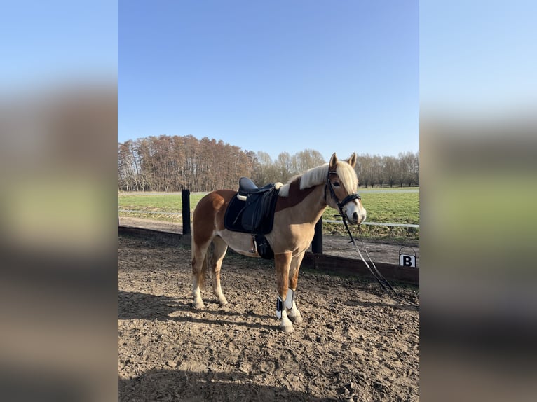 Edelbluthaflinger Klacz 12 lat 148 cm Ciemnokasztanowata in Wasbüttel