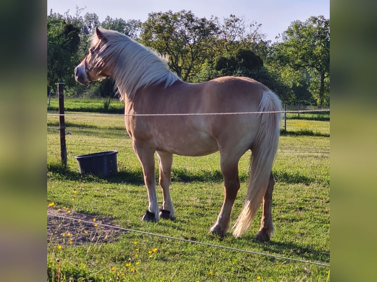 Edelbluthaflinger Klacz 13 lat 150 cm Kasztanowata in Rheinstetten