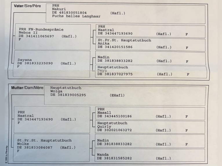 Edelbluthaflinger Klacz 15 lat 147 cm Kasztanowata in Staufenberg