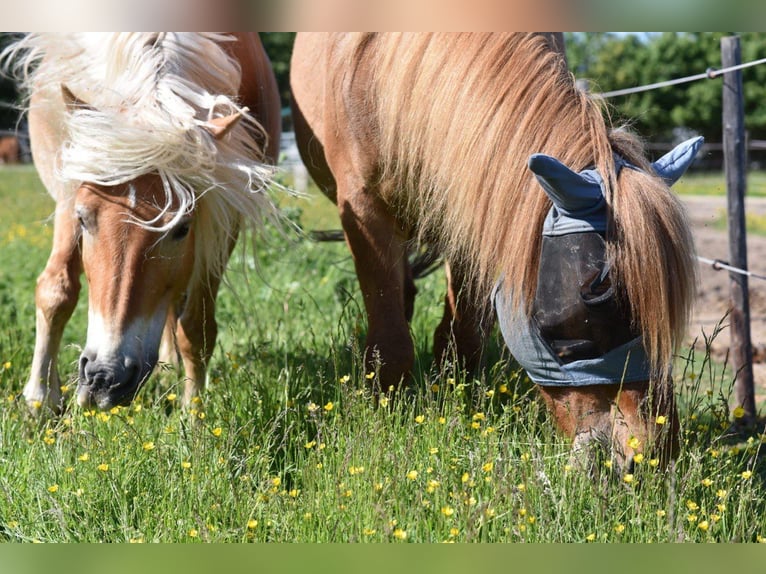 Edelbluthaflinger Klacz 17 lat 145 cm Kasztanowata in Gau-Algesheim