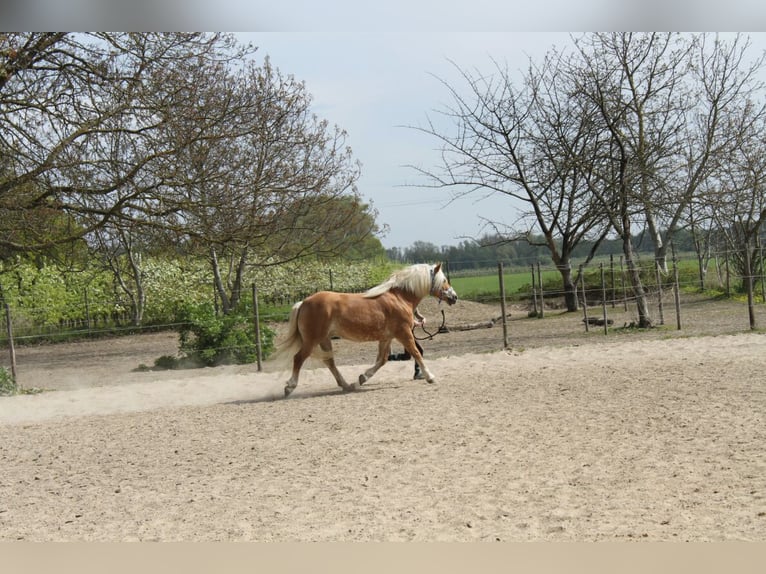 Edelbluthaflinger Klacz 17 lat 145 cm Kasztanowata in Gau-Algesheim